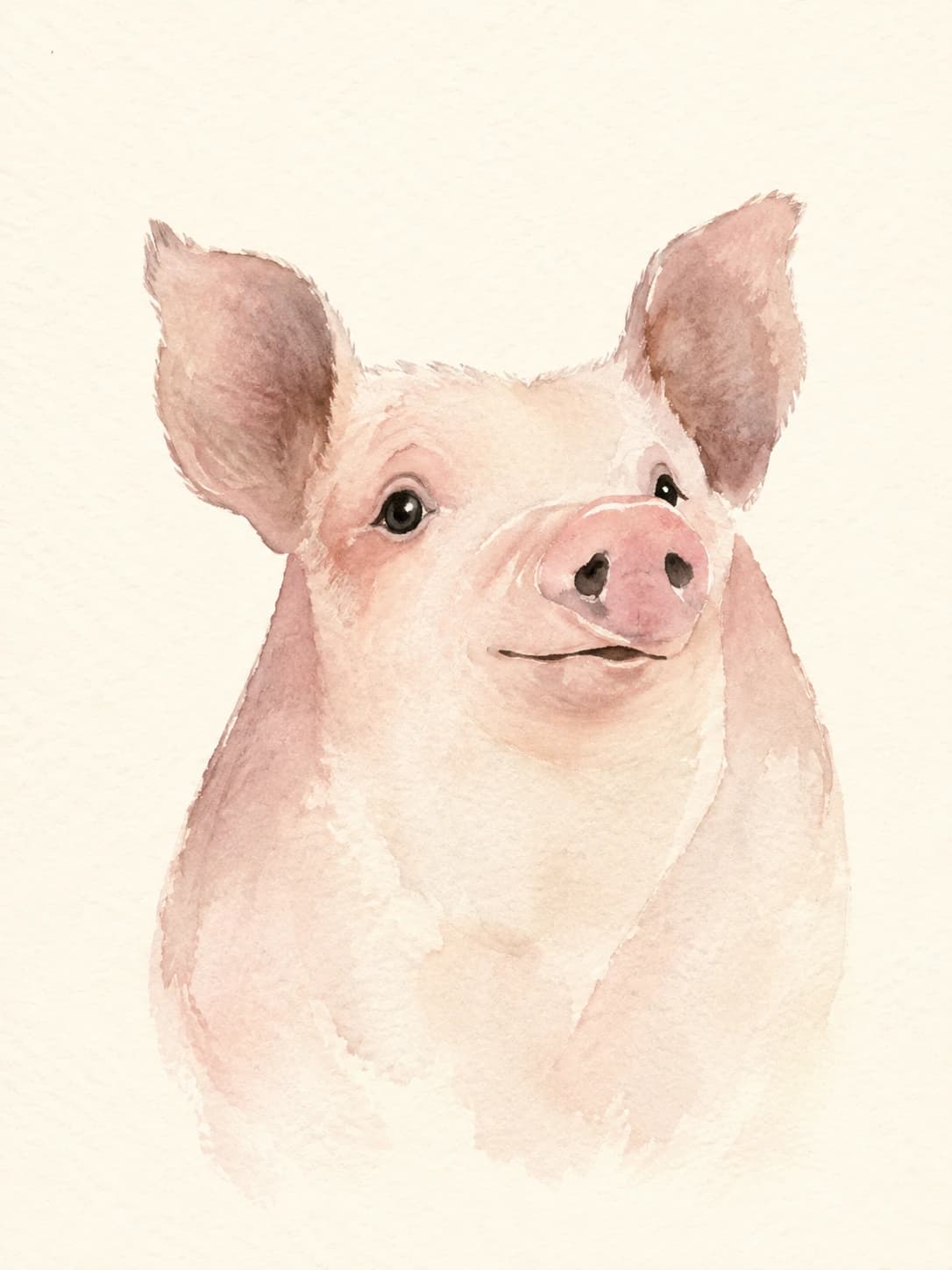 Watercolor portrait of a pig