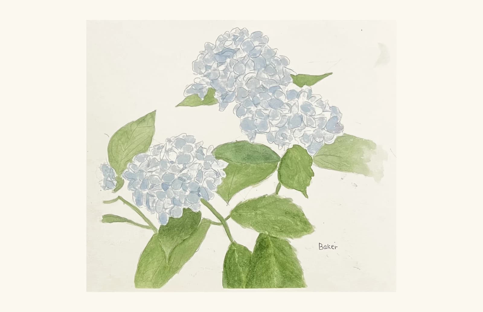 Watercolor painting of blue hydrangeas