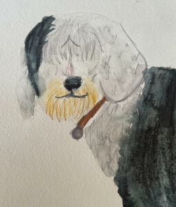 Sheepdog